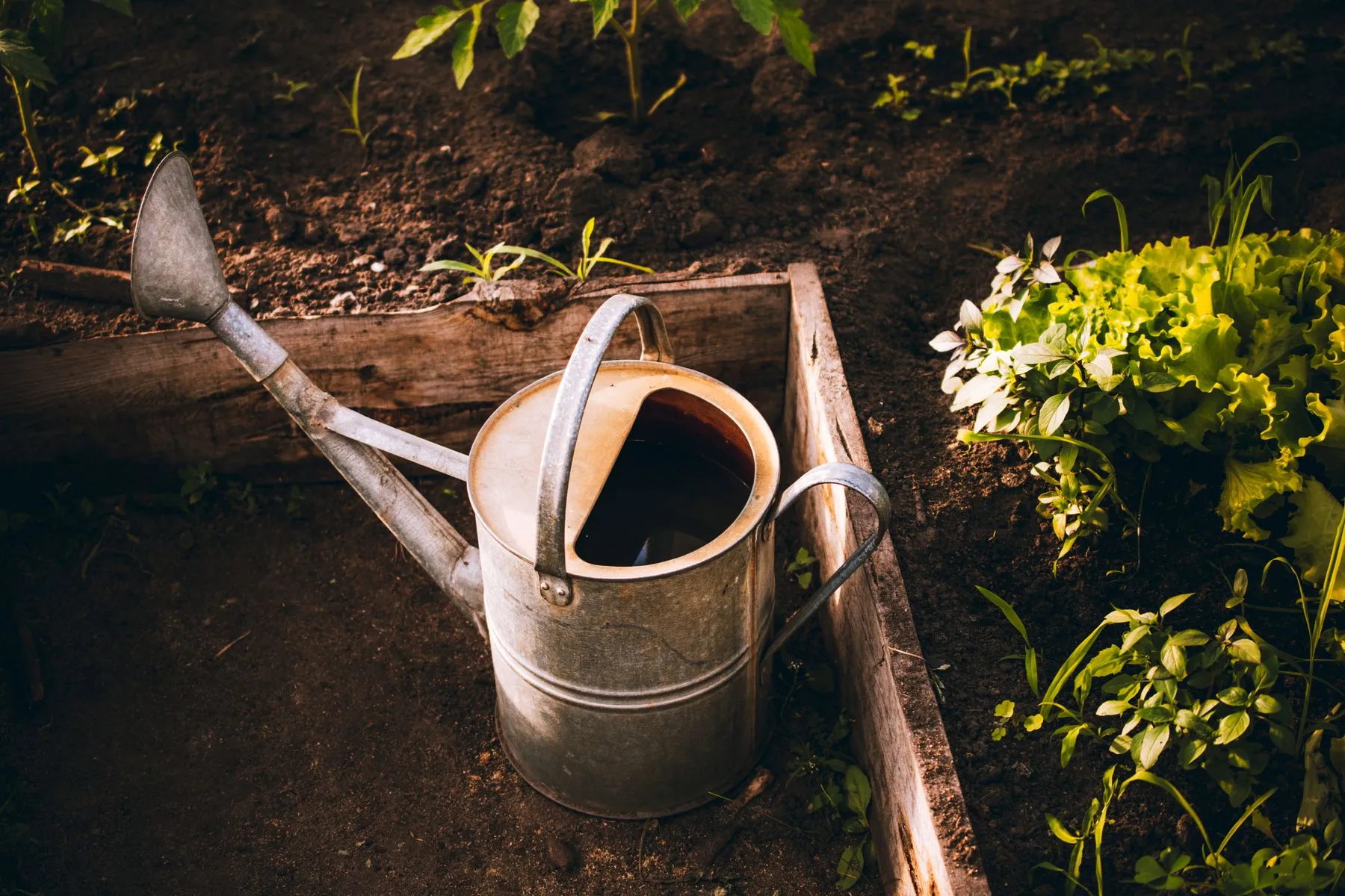 A galvanized metal watering can, half full of water, sitting in a wooden raised garden bed beside lettuce and young seedlings in evening light