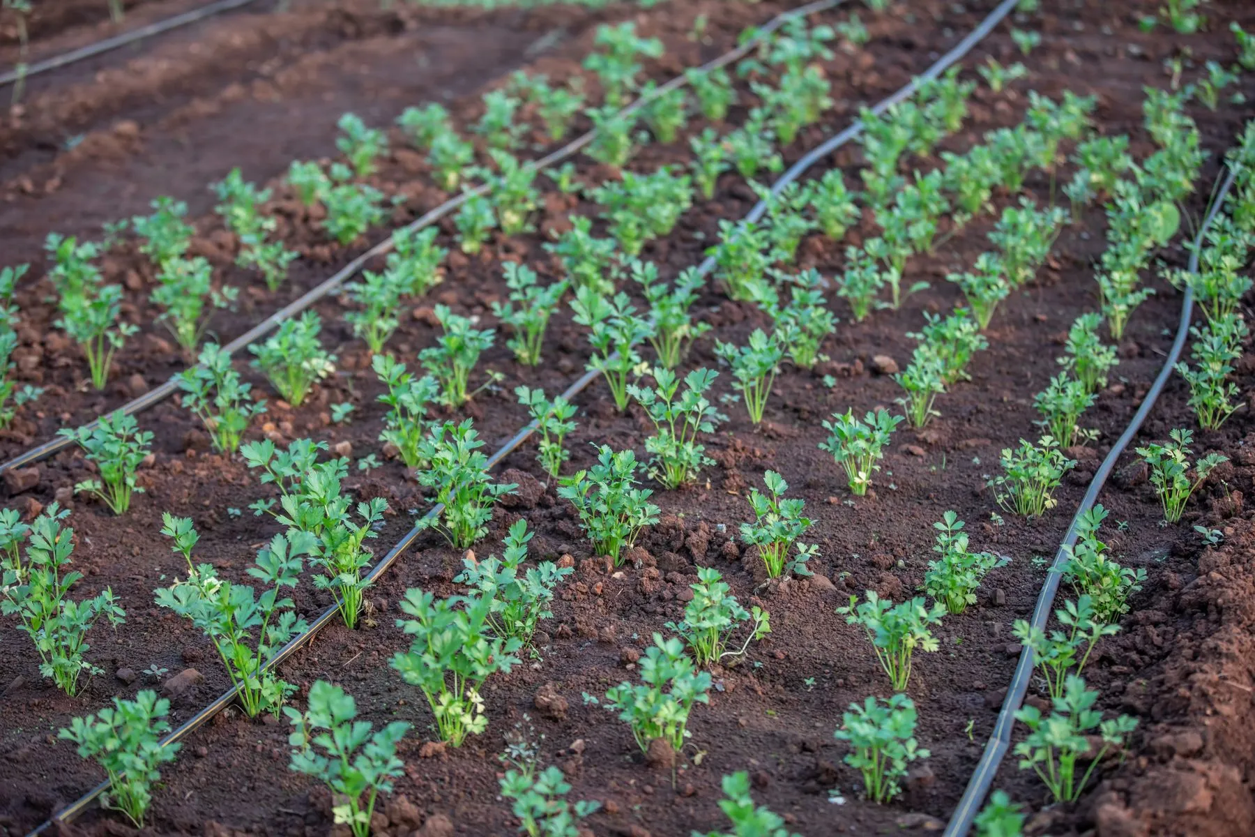 Rows of young leafy vegetable plants in red-brown soil, each row watered by a black drip irrigation line laid on the surface