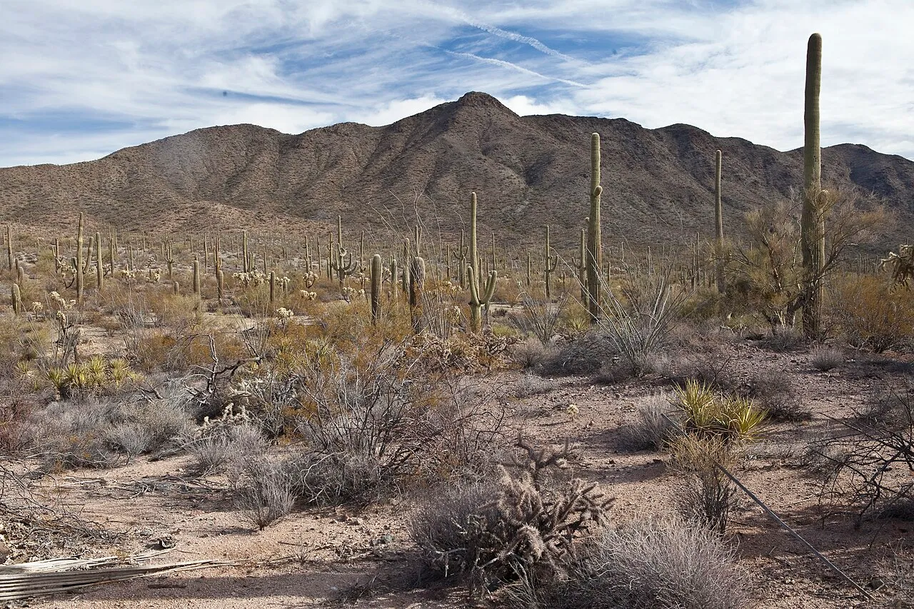 Saguaro cactus and rocky mountains in Arizona’s Sonoran Desert